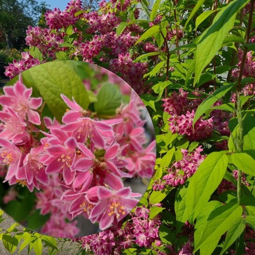 Deutzia 'Tourbillon Rouge' - Deutsia 'Tourbillon Rouge' TR18 
